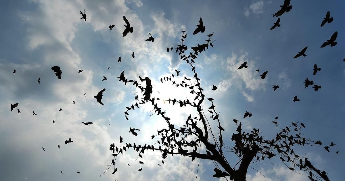 Tamil Nadu Bird Census: 5.5 Lakh Wetland Birds, 2.3 Lakh Terrestrial Counted