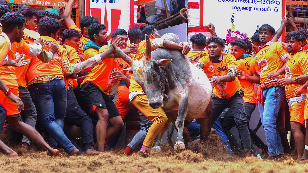 Mentre i tori, spalmati di pasta di sandalo, saltavano fuori dal "Vadivasal", i partecipanti facevano del loro meglio per aggrapparsi alla gobba del toro e uscirne vincitori.