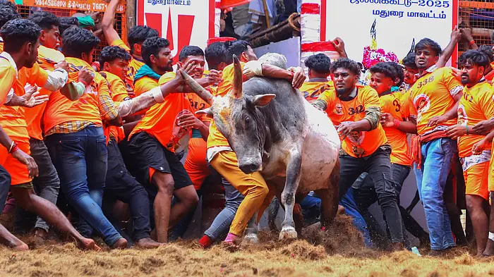 Cuando los toros, untados con pasta de sándalo, saltaron del 'Vadivasal', los participantes hicieron todo lo posible para agarrar la joroba del toro y emerger como ganadores.