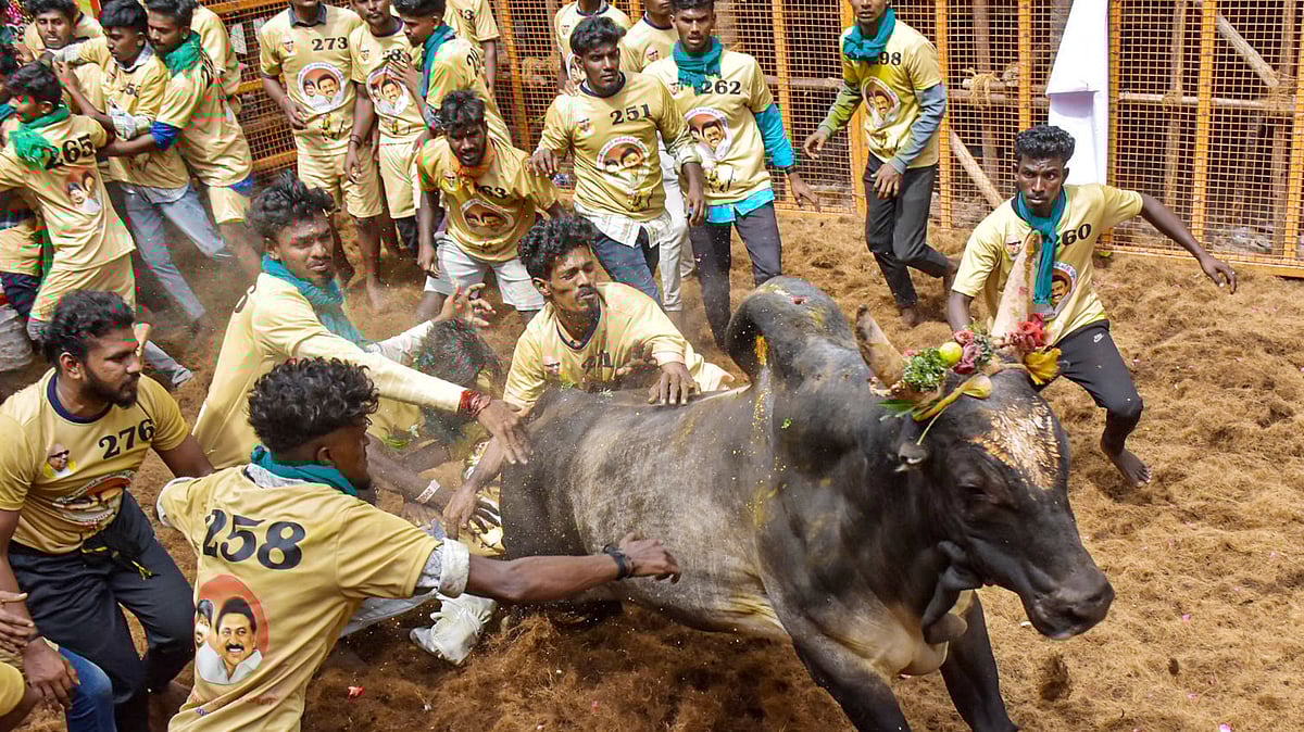 Avaniyapuram Jallikattu 2025: A glimpse into Tamil Nadu's thrilling tradition