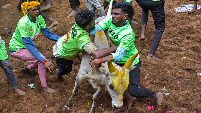 Mientras que el dueño del toro, declarado MEJOR, ganó un tractor, el domador de toros que fue declarado primero obtuvo un automóvil.