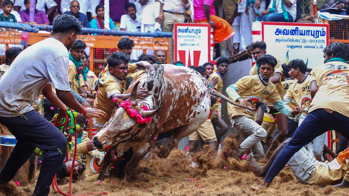 Sebbene i domatori facessero del loro meglio per abbracciare ogni toro, i loro sforzi si rivelarono vani anche quando si trattava di alcuni tori, poiché i partecipanti erano spaventati dall'aspetto minaccioso e dalla postura degli animali.