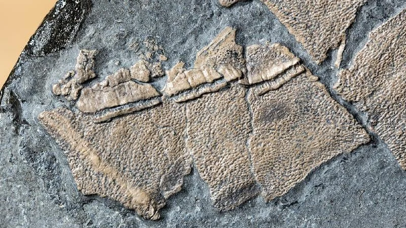 Fossils preserve both skin and scales from an ancient sea monster