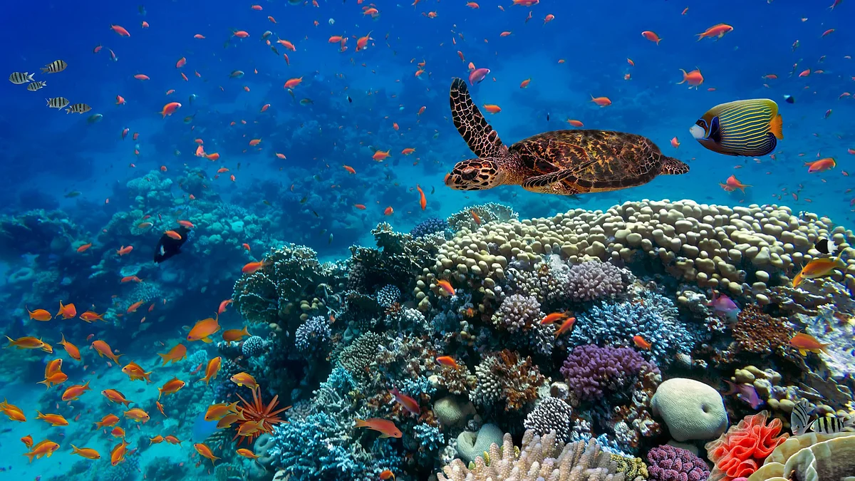 Why did life evolve to be so colourful? Research is starting to give us some answers