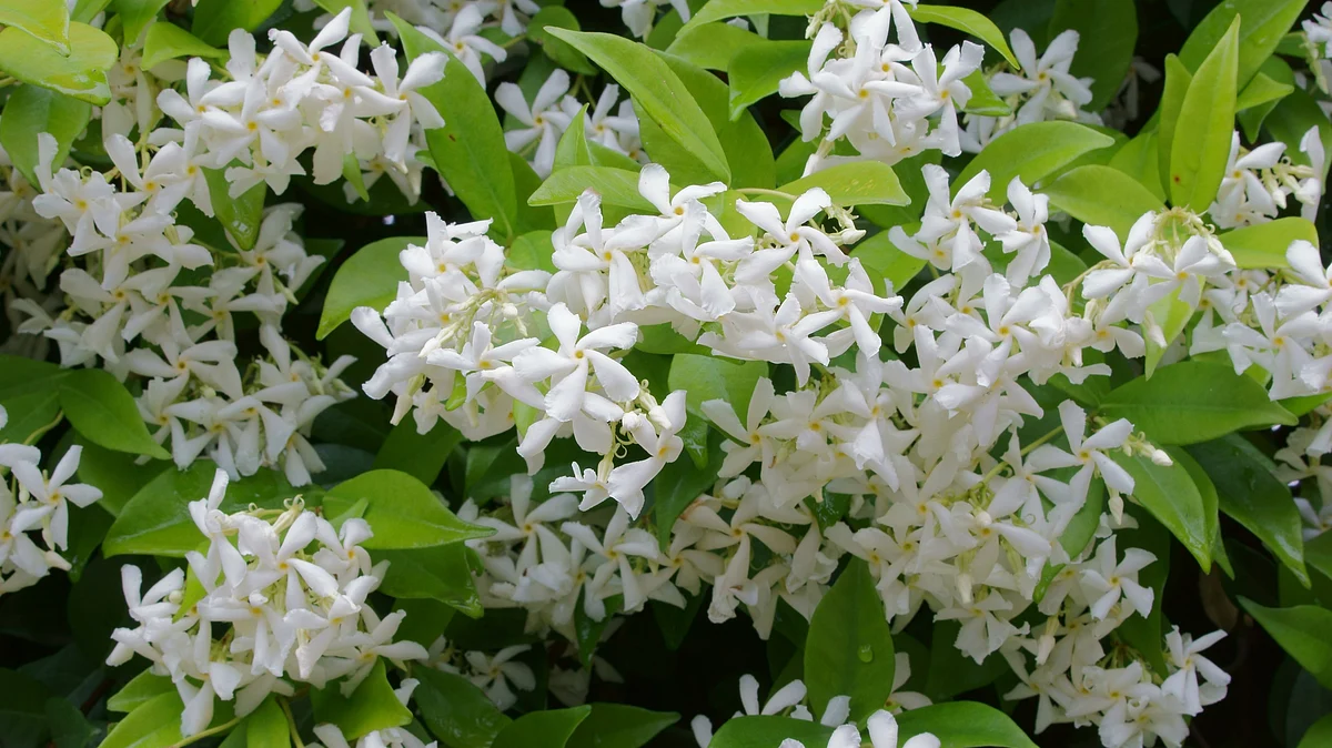 Novel approach to growing seedlings