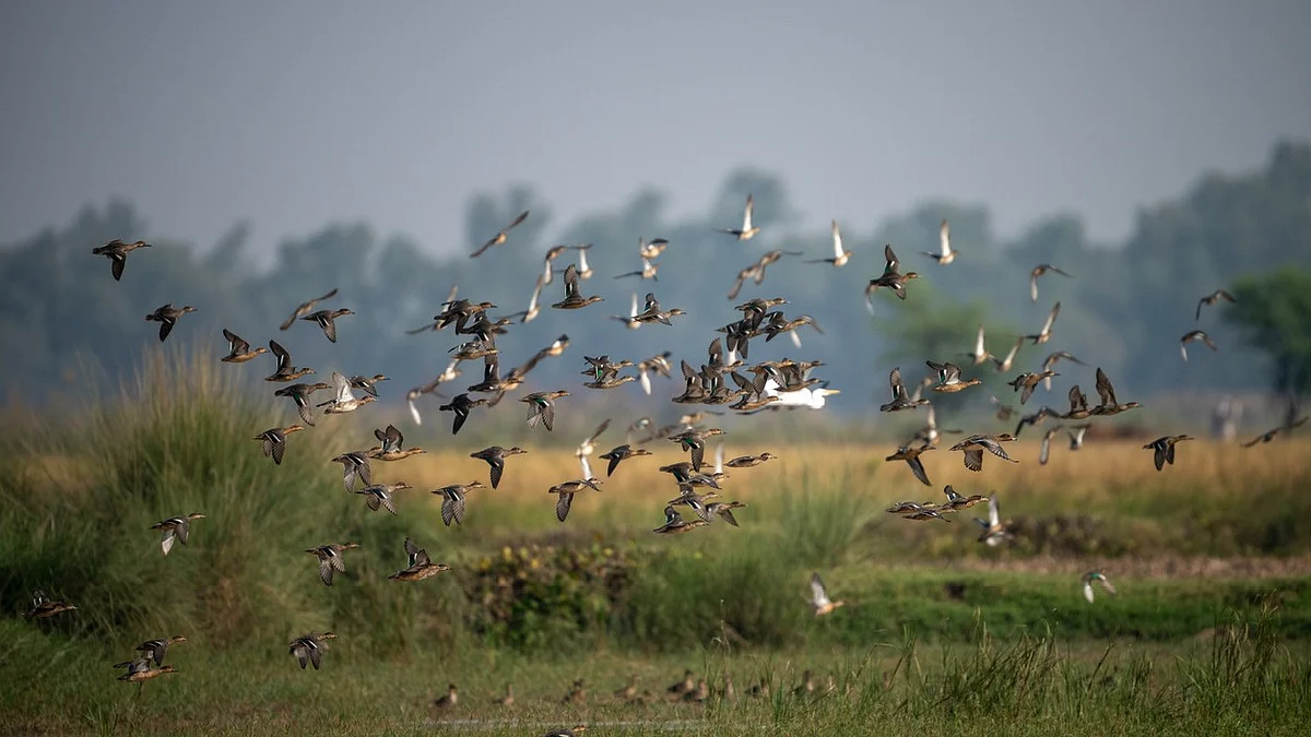 Migratory birds leaving Odisha's Bhitarkanika Park early with rise in temperature
