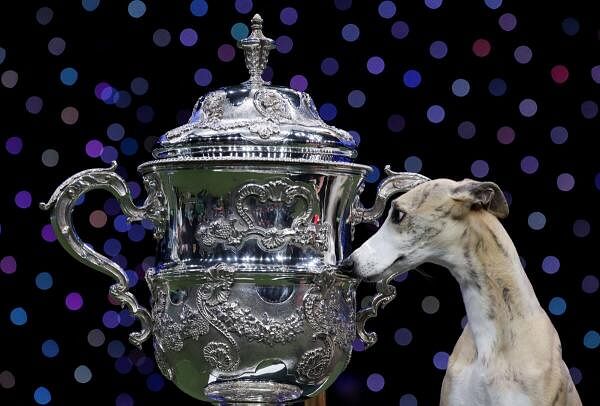 Whippet named Miuccia looks at a trophy after winning the Best in Show on the final day of the Crufts Dog show in Birmingham, Britain.