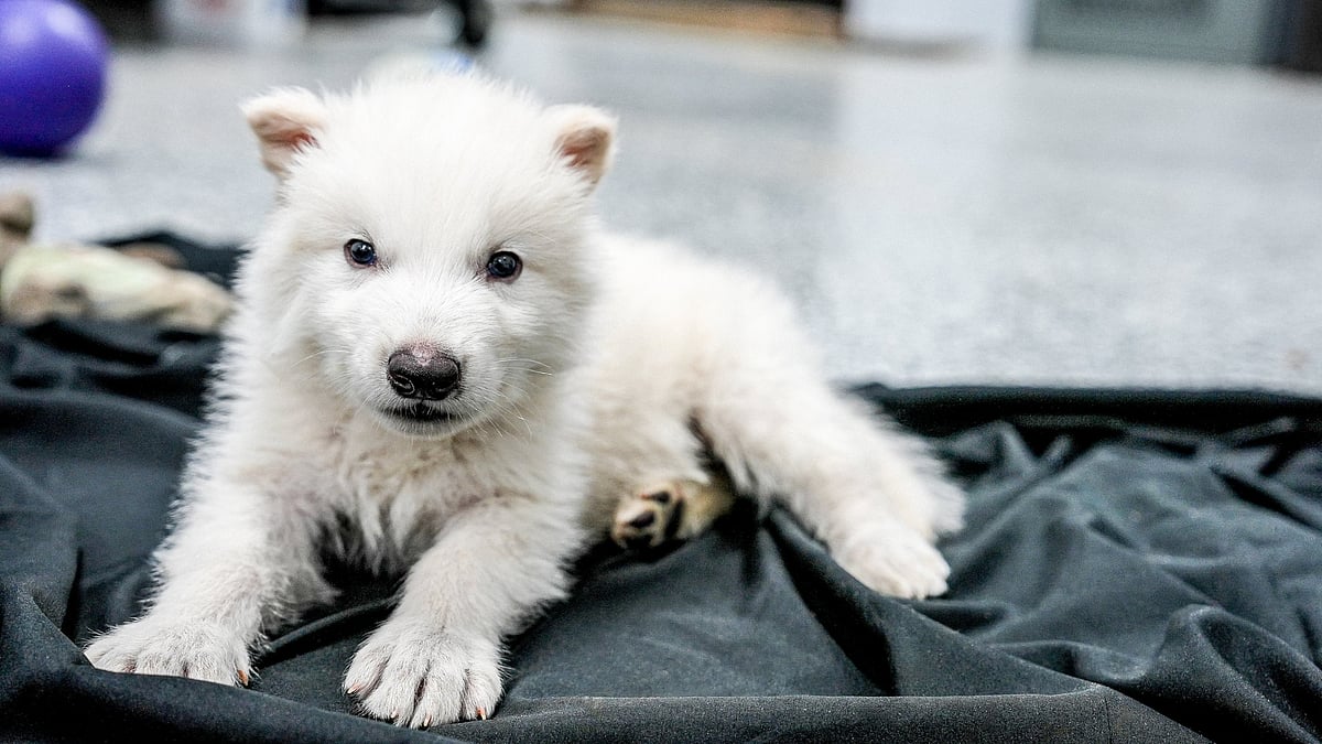 Dire Wolves Revived: George R.R. Martin moved to tears