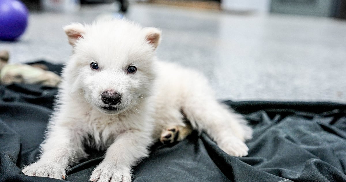 Dire Wolves Revived: George R.R. Martin moved to tears