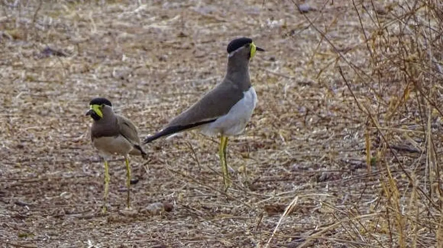 Fluttering wings and chirping: Tadoba tiger reserve attracts rare birds in area free of villages 1 Fluttering wings and chirping: Tadoba tiger reserve attracts rare birds in area free of villages