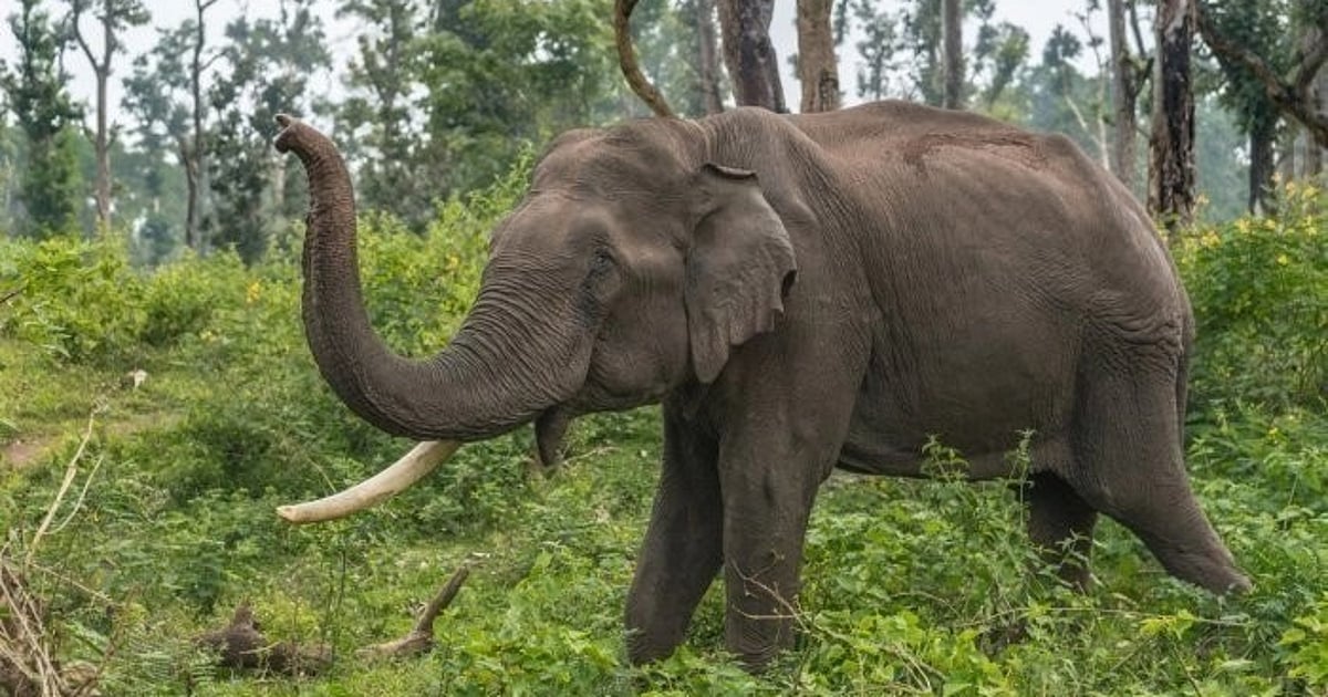 14 killed in 4 months: Rise in tribal death due to wild elephant attack ...