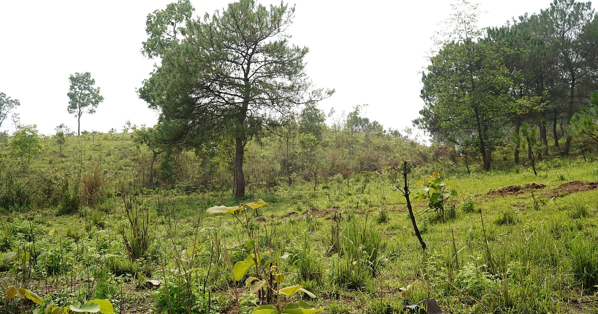 Hilly Meghalaya adopts Japanese Miyawaki method to restore forests, reduce carbon emissions