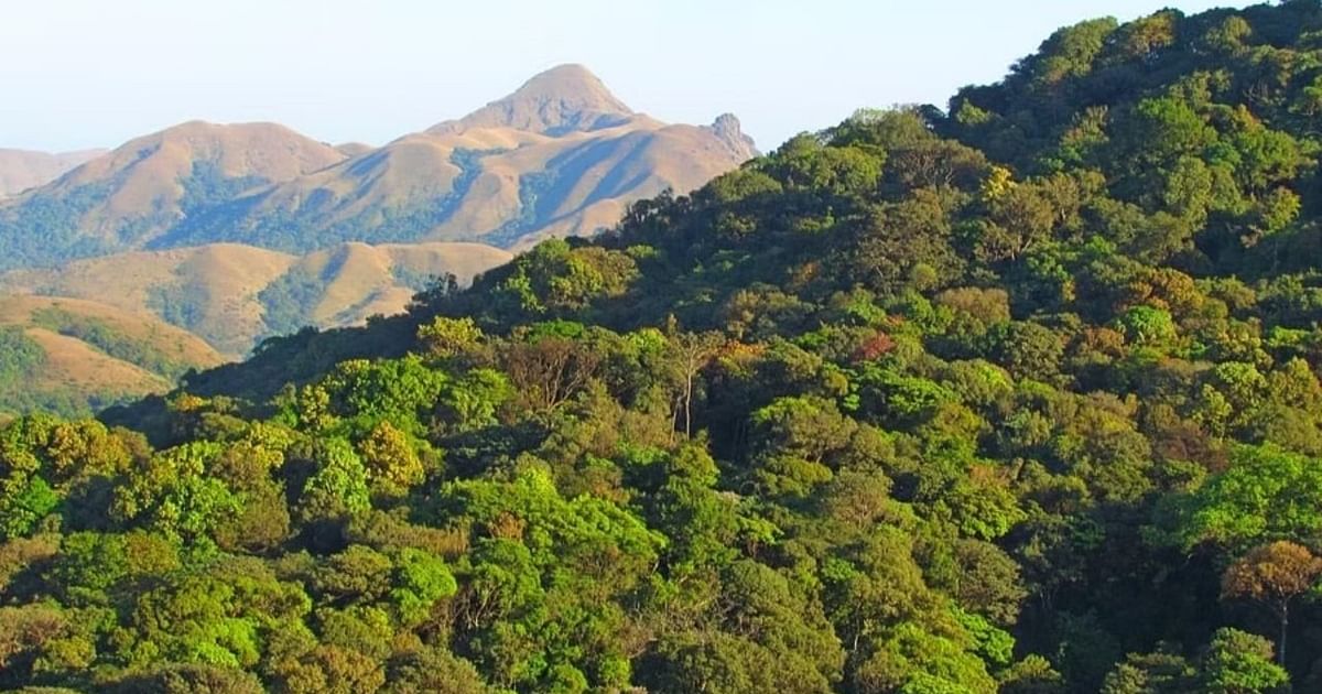 India Deforestation 2024: 18,200 ha of Primary Forest Lost, Says GFW