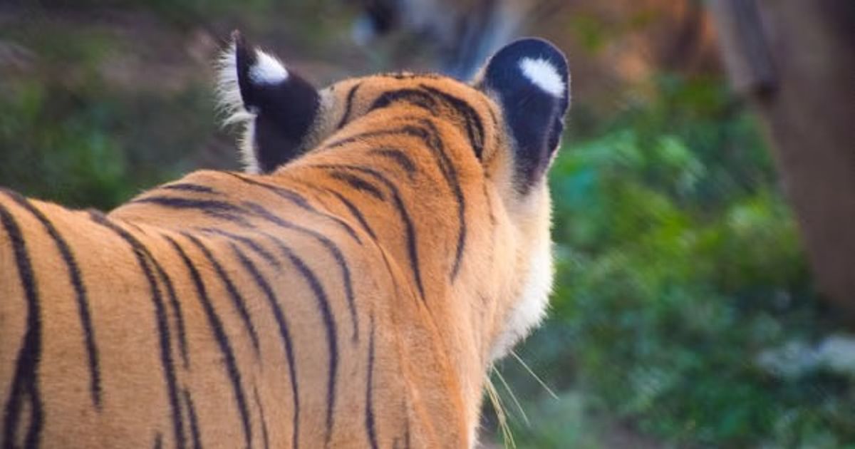 Two killed in tiger attacks in Maharashtra's Chandrapur