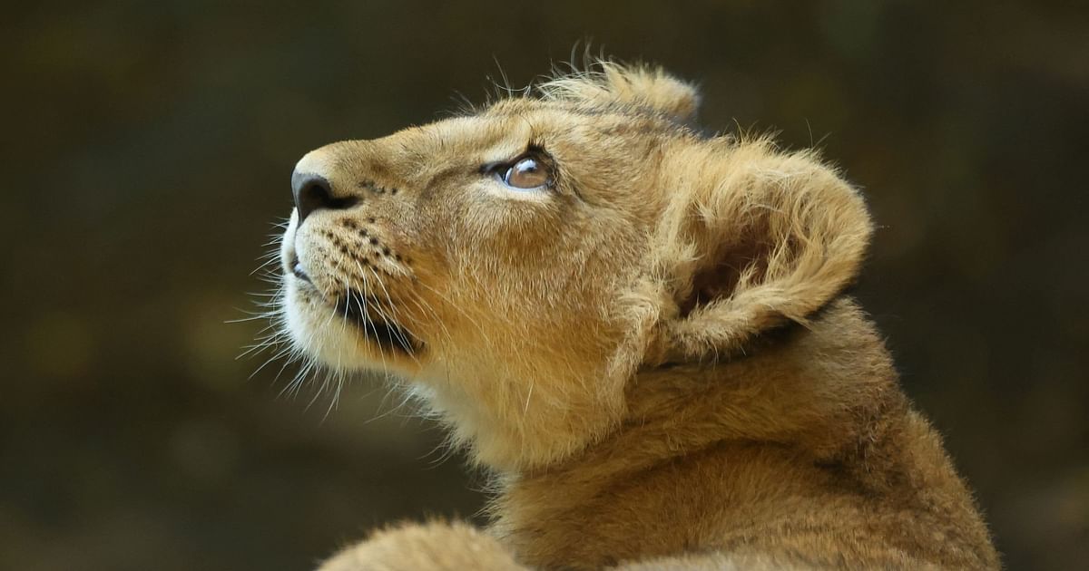 Lion Census Concludes in Gujarat; Results Expected in 1–2 Weeks