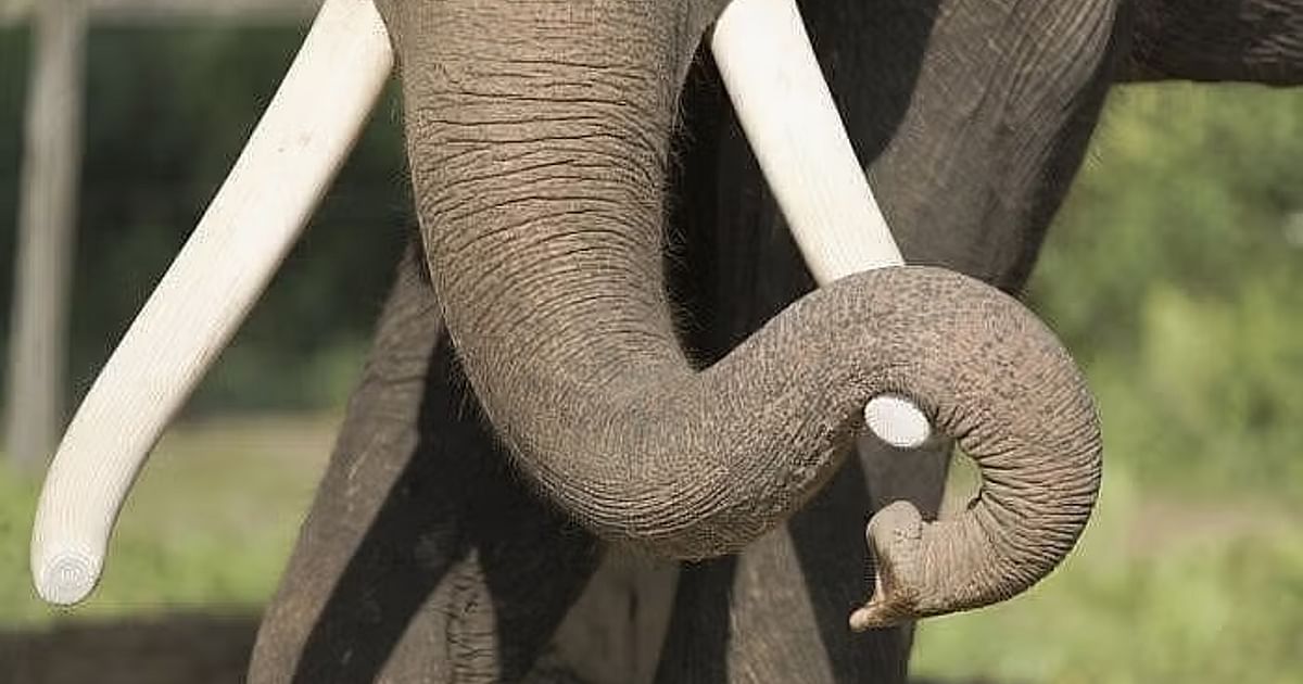 Kerala MLA Sparks Row by Forcing Release of Man Held in Elephant Death Case
