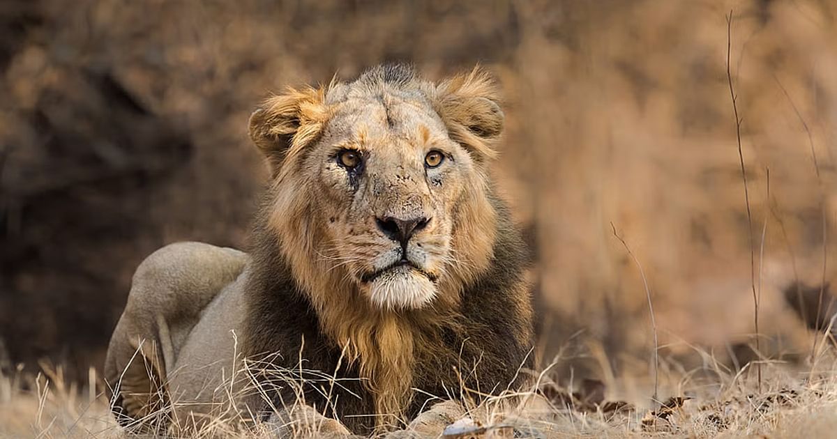 Gir Lion Population Rises; PM Modi Credits Collective Efforts