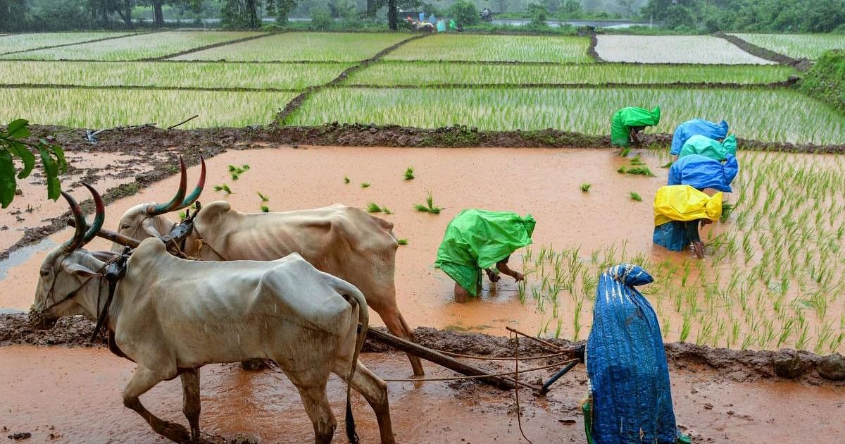 Crop Outlook Stable: Rainfall to boost summer yields, says Agriculture secretary