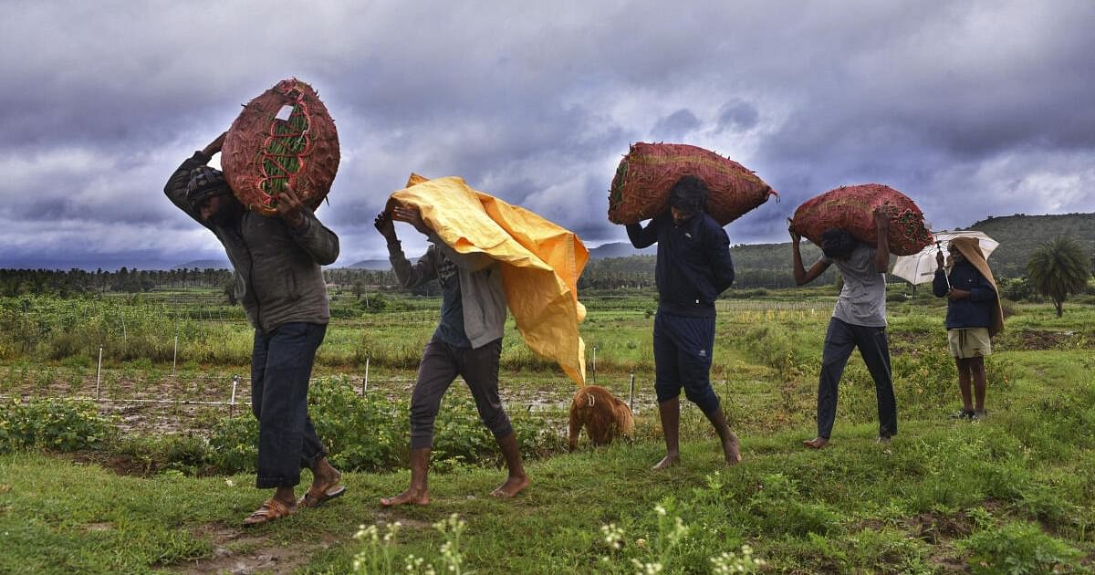Monsoon Boost: Earliest Onset Since 2009 Raises Hopes for India's Farm Output