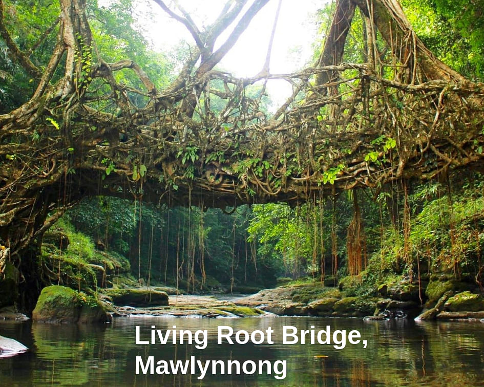 Living Root Bridge, Mawlynnong