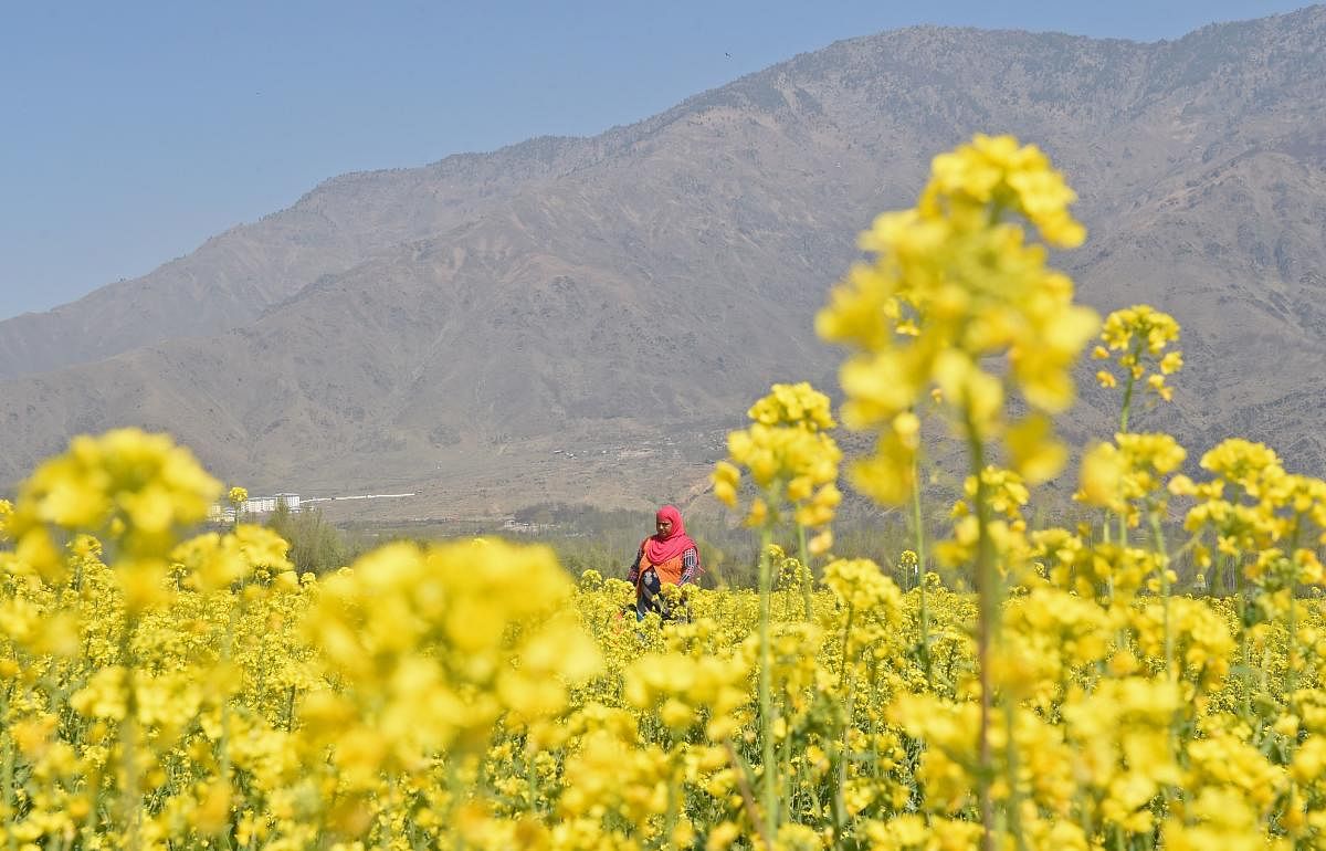 A resident walks through mustard crop on the outskirts of Srinagar. / AFP PHOTO / TAUSEEF MUSTAFA