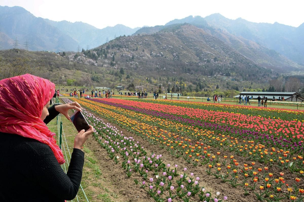A visitor takes pictures on her visit to Indira Gandhi Memorial Tulip Garden, believed to be Asia's largest tulip garden, in Srinagar on Sunday. PTI Photo