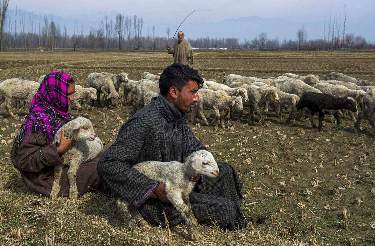 Shepherds take rest in a paddy field on the outskirts of Srinagar on Wednesday. PTI Photo by S Irfan