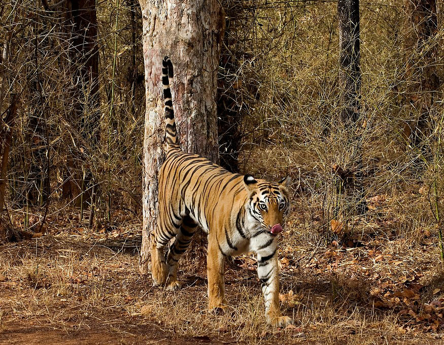 Tiger making its territory
