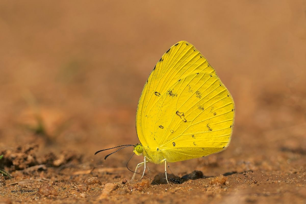 Common Grass Yellow (Eurema hecabe).  Photo by Nitin R