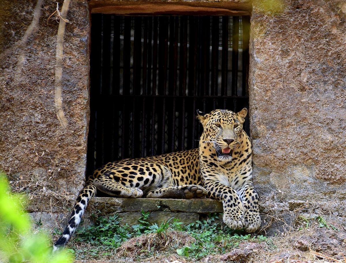 A leopard in Pilikula Biological Park