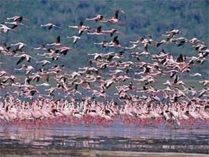 Pulicat lake facing ecological crisis