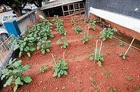 SBI M'lore branch yields vegetables too