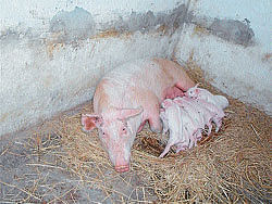 Piglets born in breeding centre