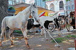 Kathewadi horses for chariots in city