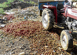 Price crash forces farmers  to dump tomatoes in APMC yard