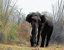 Timely treatment saves Jumbo's life