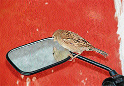 Where are you dear sparrow?