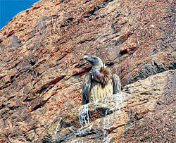 Sacred grove in Ramadevara Betta to host vulture sanctuary