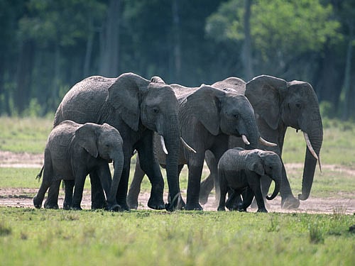 Worst African elephant loss in 25 years: study