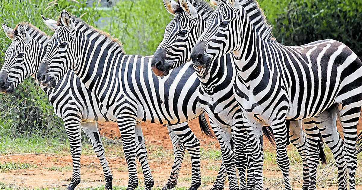 Galloping zebras, new attraction at Bannerghatta