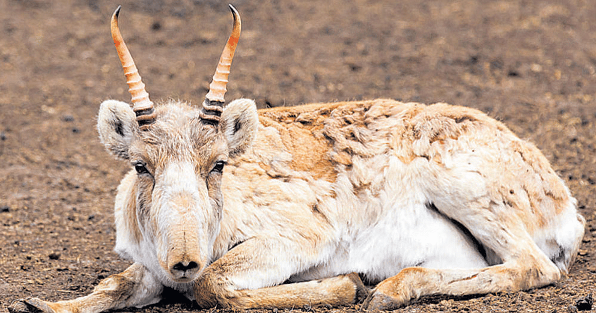 Goat antelope, Habitat, Diet & Adaptations