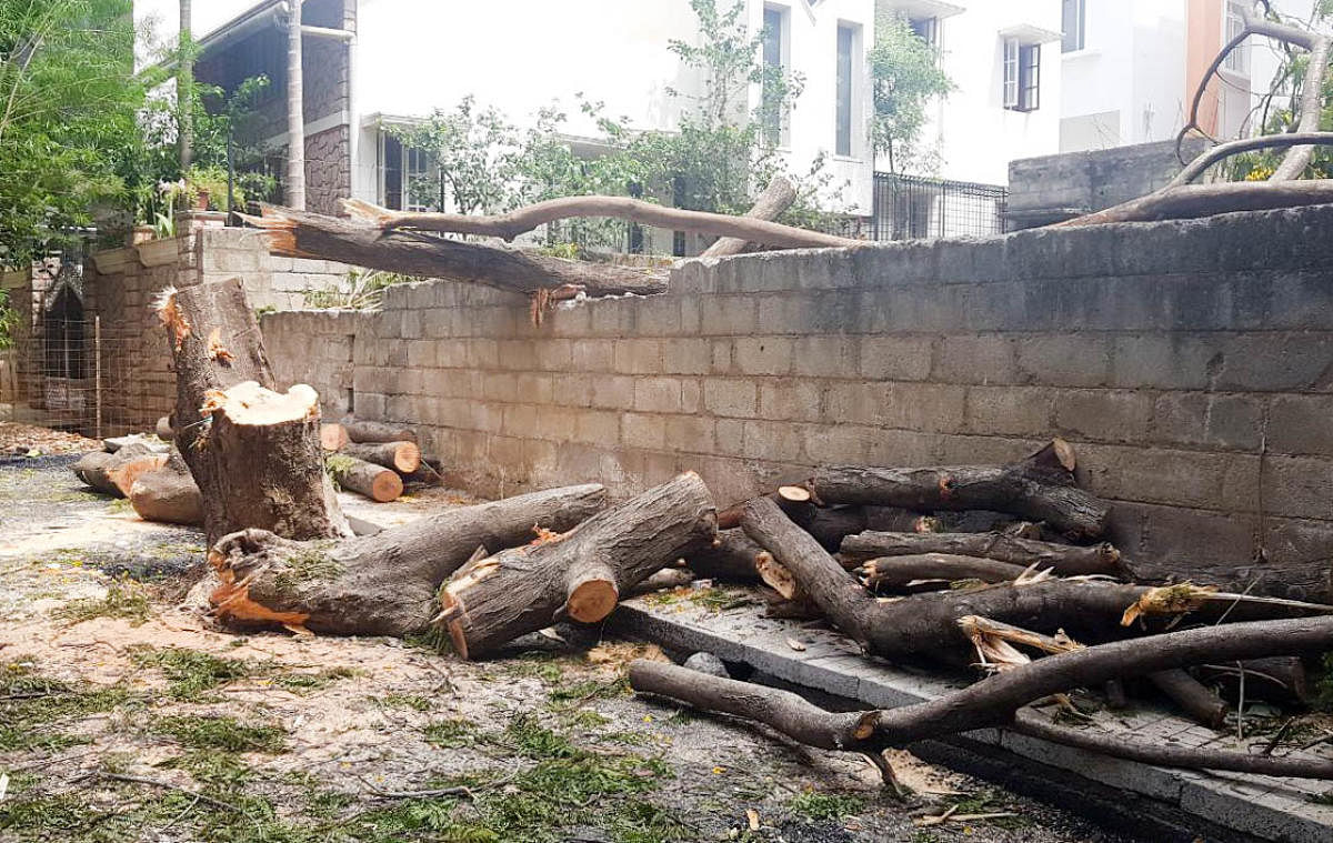 Residents of Rajarajeshwari Nagar say that since January, the BBMP has felled at least 34 trees in the area to please some influential people.