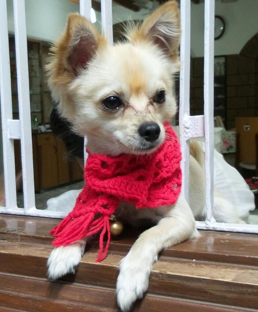 Metrolife: Skype, the belled Chihuahua