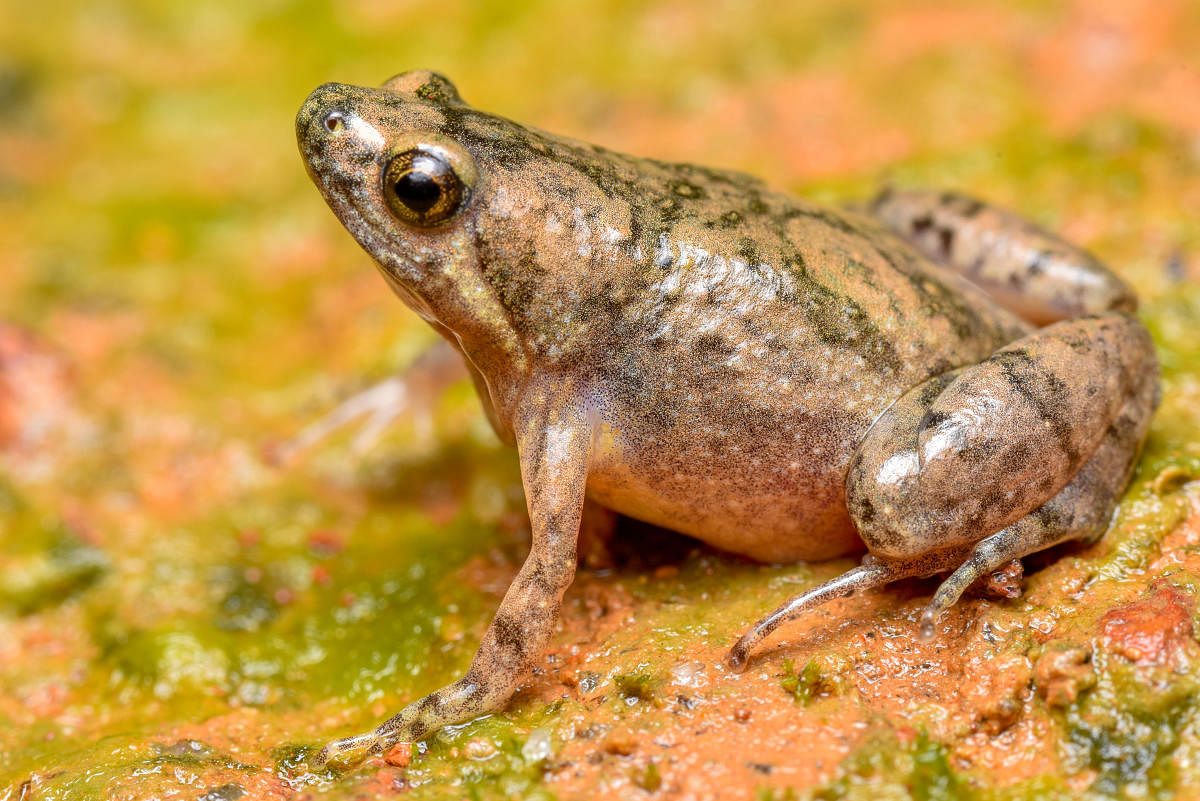 A new species of frog found in Mangaluru