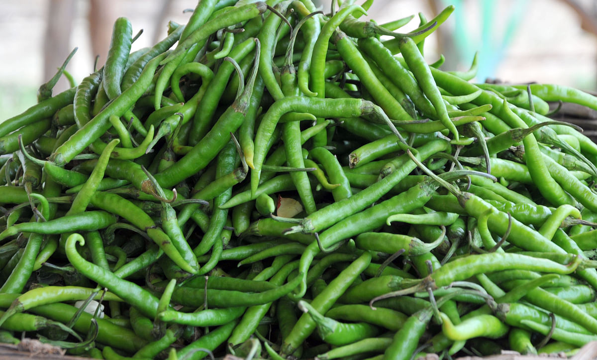Farmers in distress as green chilly price falls