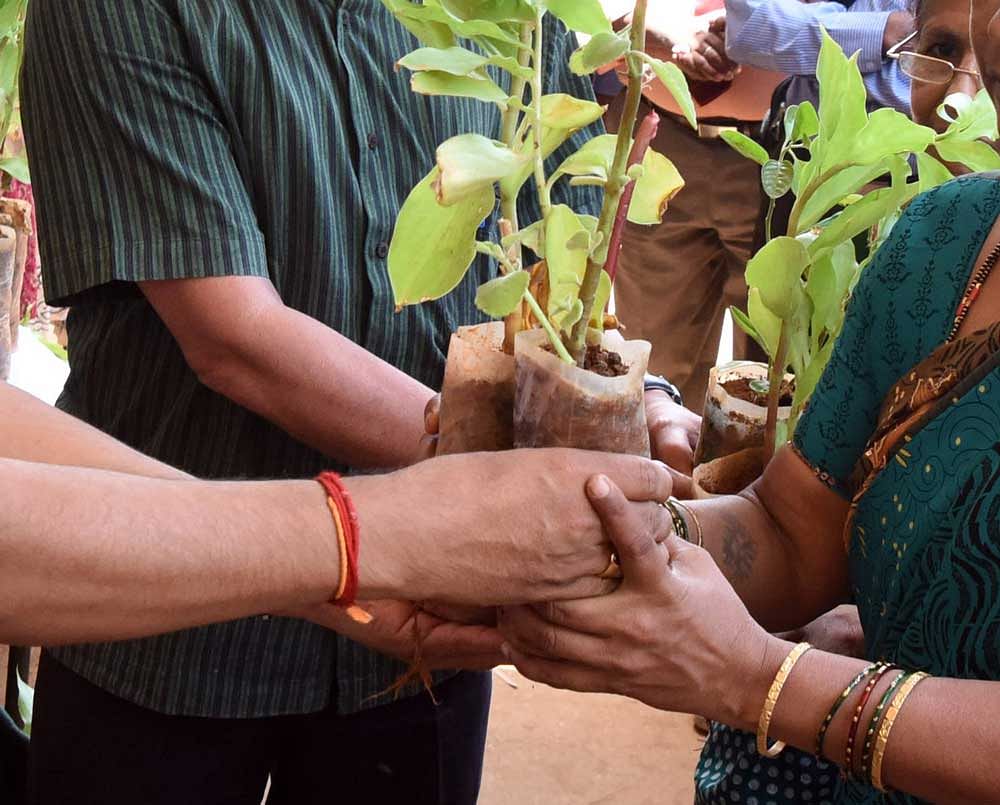 Drive for planting 1 crore saplings next month