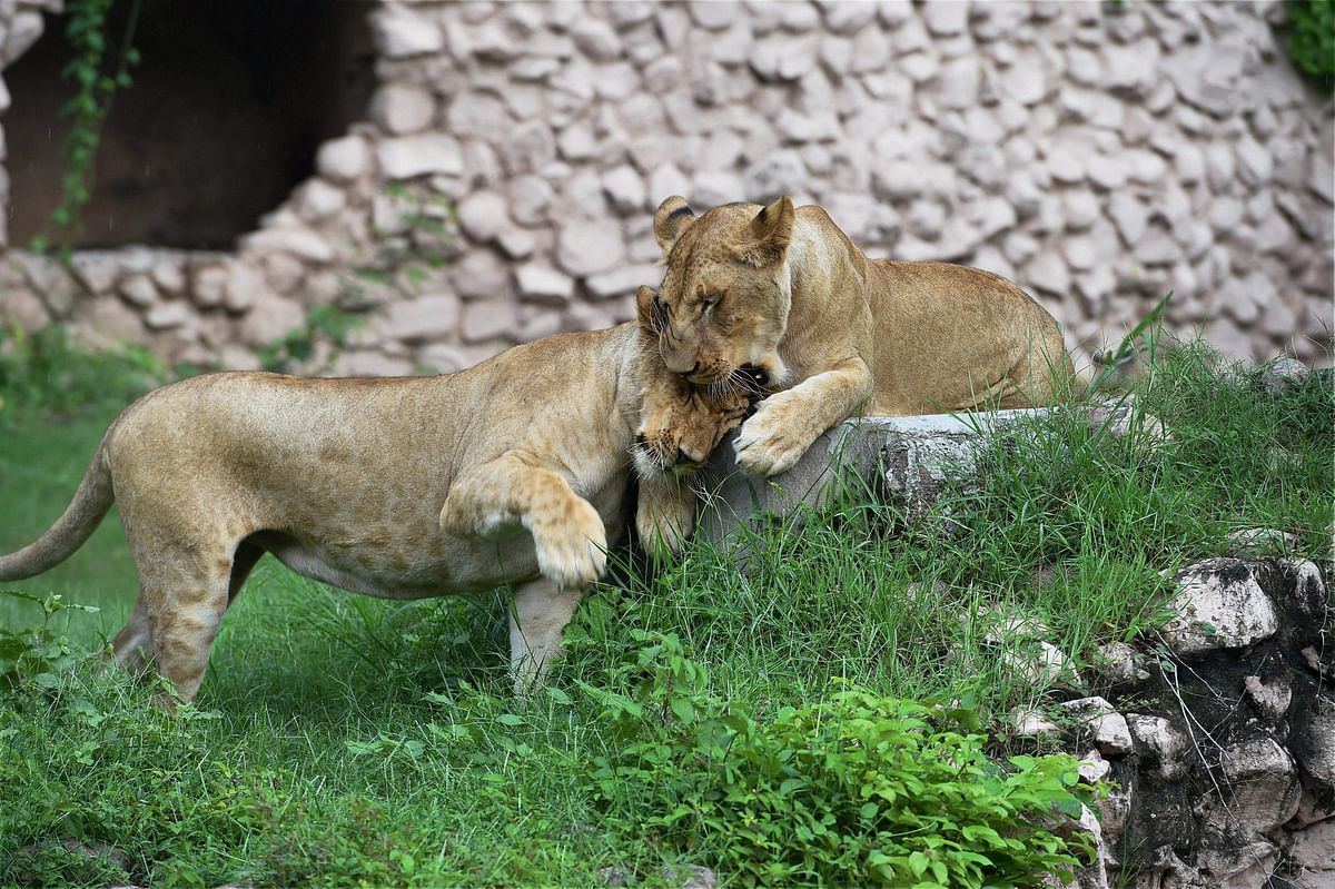 Lions, pumas escape from German zoo; police in pursuit
