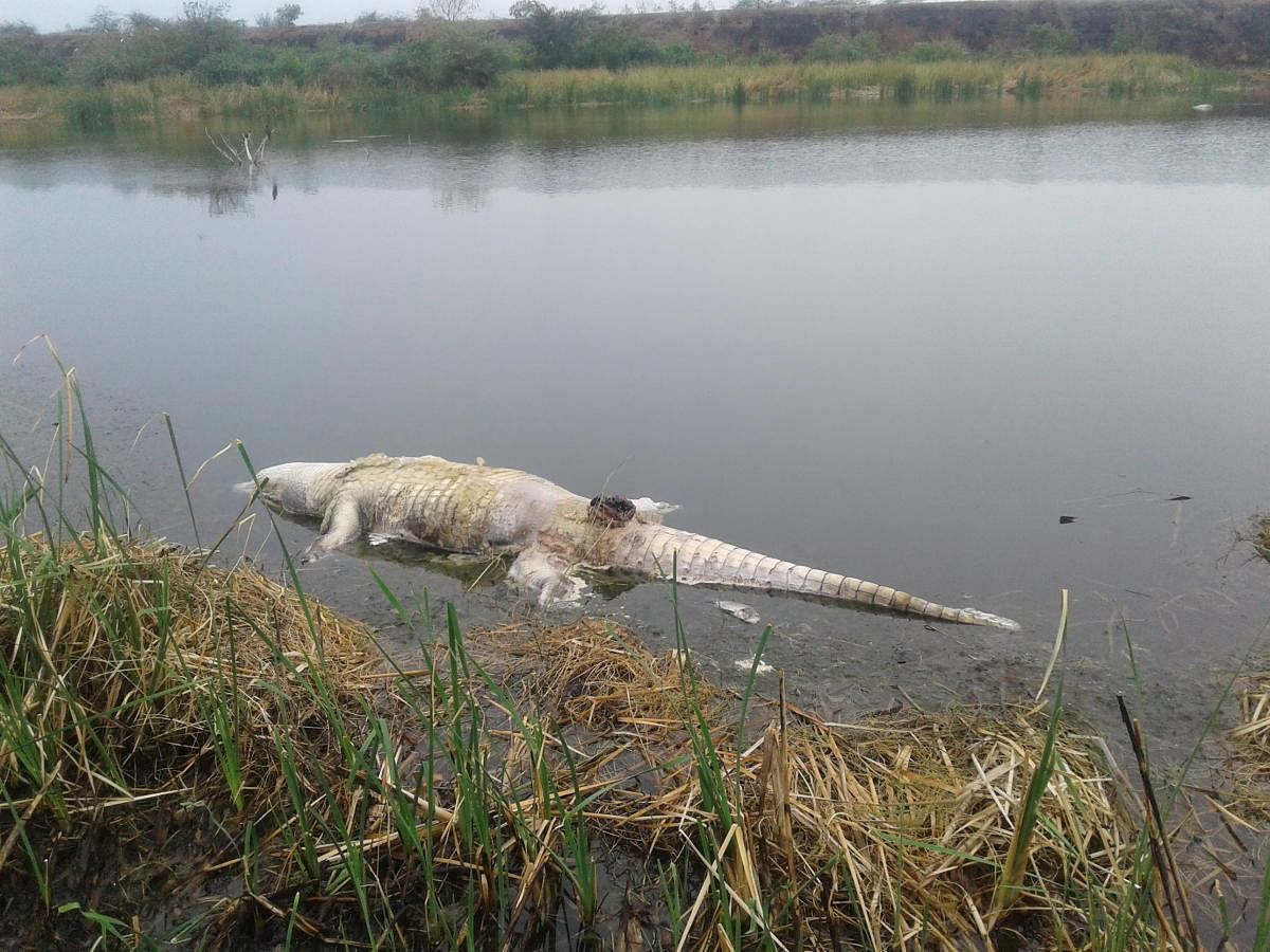 2 crocodiles, fish die in YTPS fly ash pond