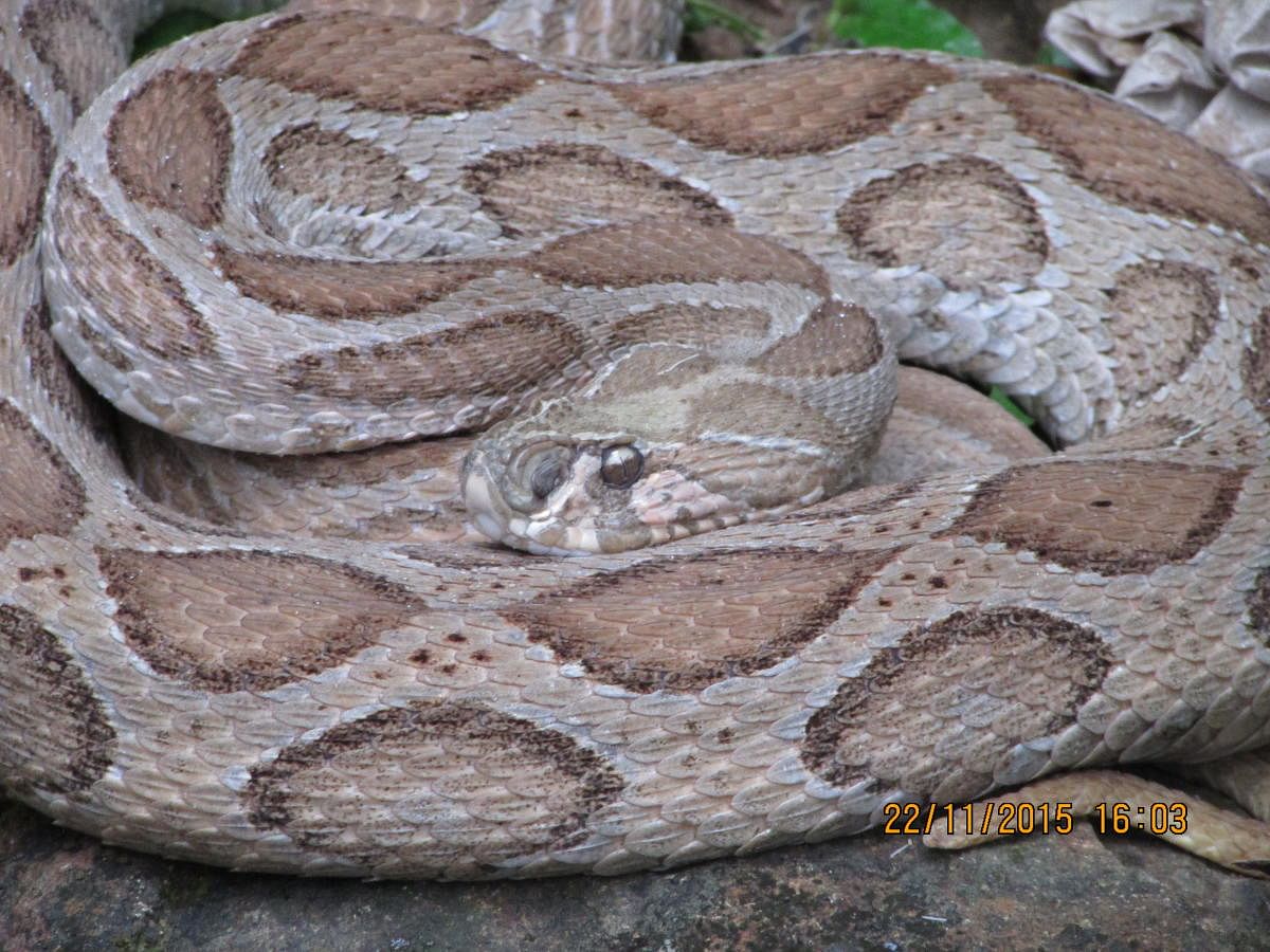 Karnataka to host first-ever study of Russell’s viper