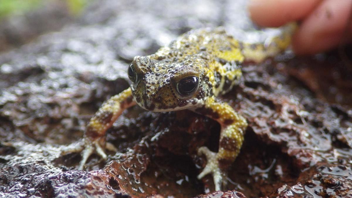 Killer pathogen found in Western Ghats's Amboli toads